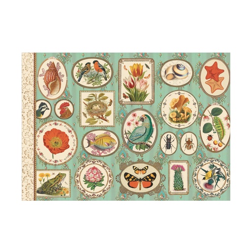 [GTCV032] CAHIER ILLUSTRE 48 PAGES 21 X 15 CM - NATURALISTE